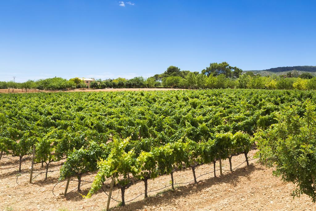 Agroturisme Sa Torre (Adults Only) Santa Eugenia Luaran gambar